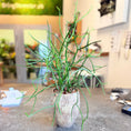 Indlæs billede i gallerivisning, Second Hand Blyantskaktus – Euphorbia tirucalli i Rå Keramikkrukke fra Århus

