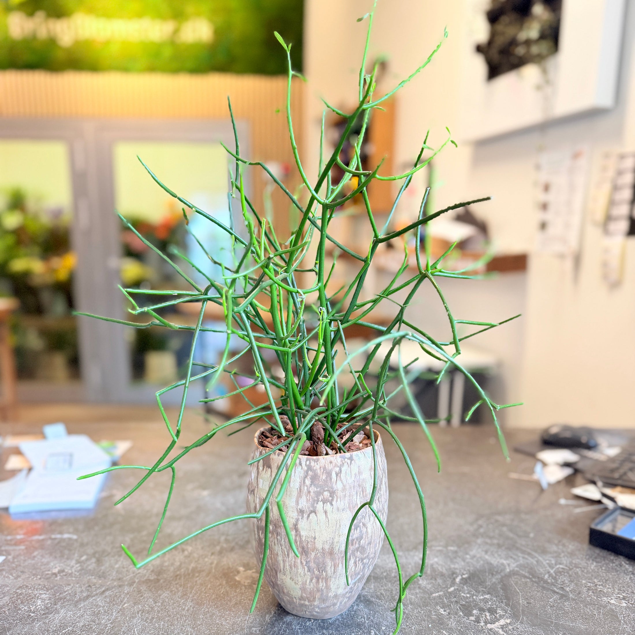Second Hand Blyantskaktus – Euphorbia tirucalli i Rå Keramikkrukke fra Århus