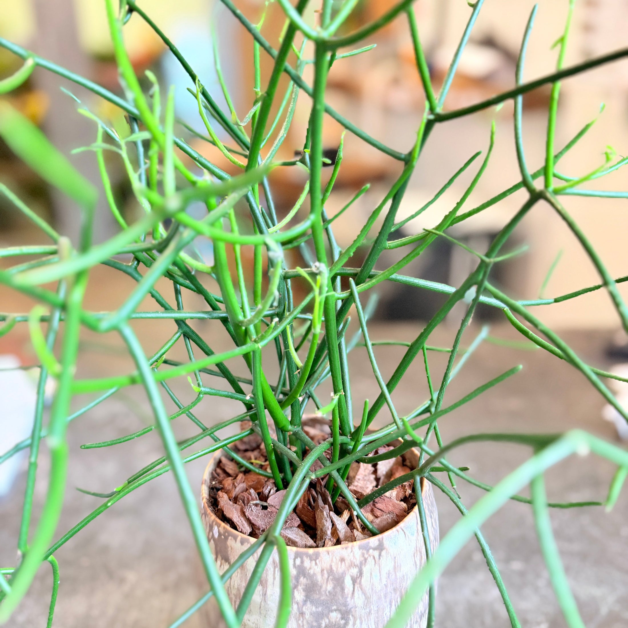 Second Hand Blyantskaktus – Euphorbia tirucalli i Rå Keramikkrukke fra Århus