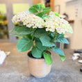 Indlæs billede i gallerivisning, Second Hand Hortensia – Hydrangea macrophylla i Keramikkrukke fra Århus
