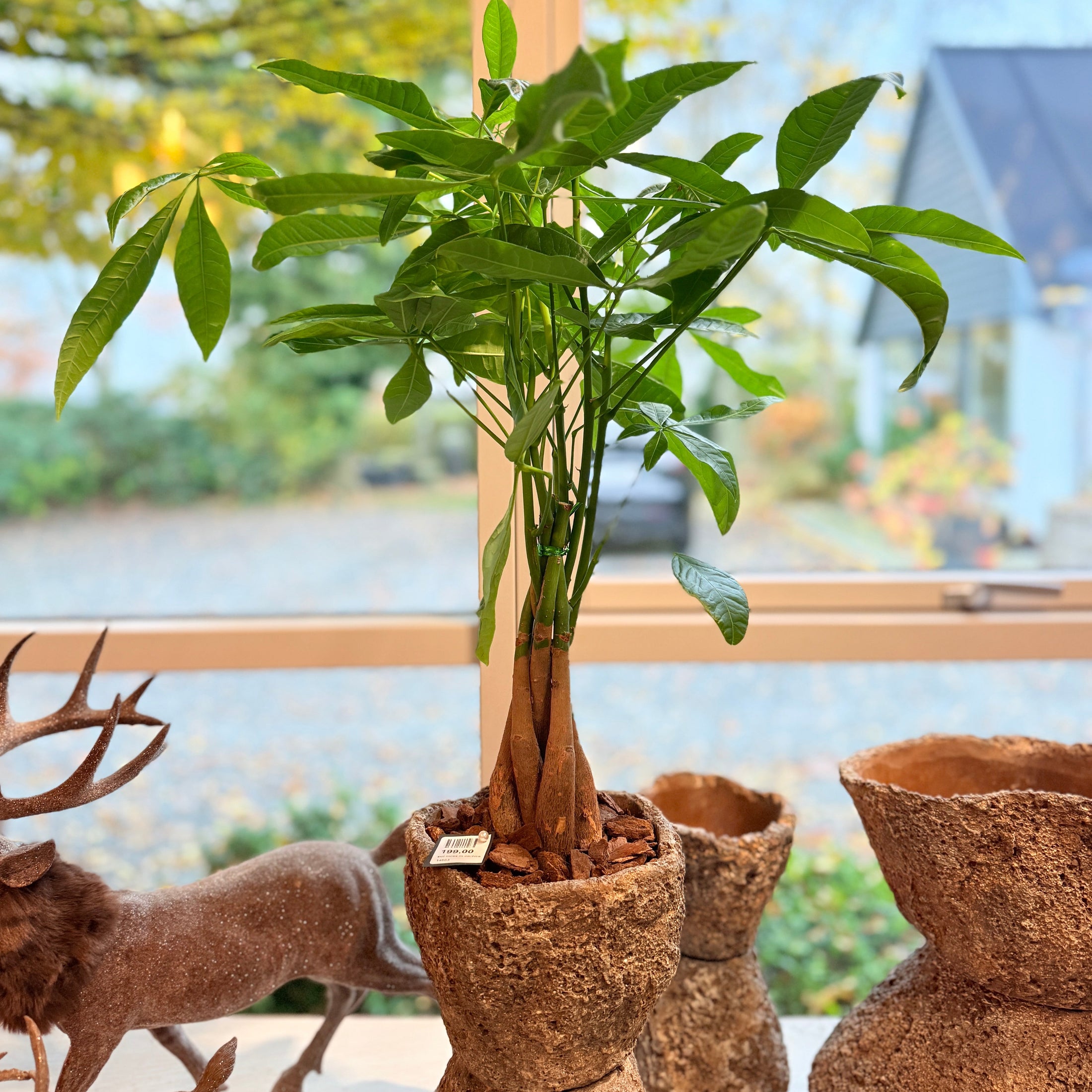 Pengetræ (Pachira aquatica) i rustik krukke – 70 cm