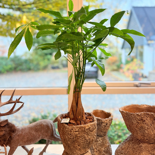 Pengetræ (Pachira aquatica) i rustik krukke – 70 cm