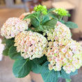 Indlæs billede i gallerivisning, Second Hand Hortensia – Hydrangea macrophylla i Keramikkrukke fra Århus
