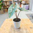 Indlæs billede i gallerivisning, Alocasia ‘Maharani’ (Grå Elefantøre) i hvid potte – 30 cm høj - 15 stk
