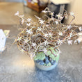Indlæs billede i gallerivisning, Second Hand Lille Bonsai-Dekoration – Kunstig Plante i Skål fra Århus
