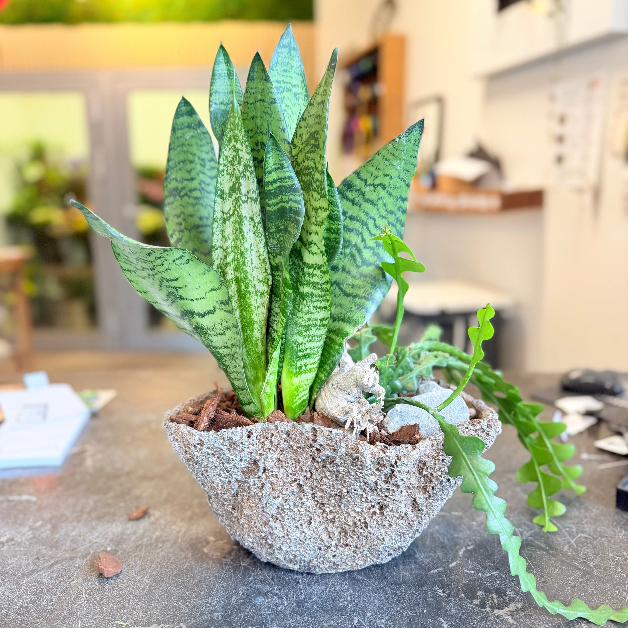 Second Hand Svigermors Skarpe Tunge – Sansevieria med Sukkulenter i Rå Skål fra Århus