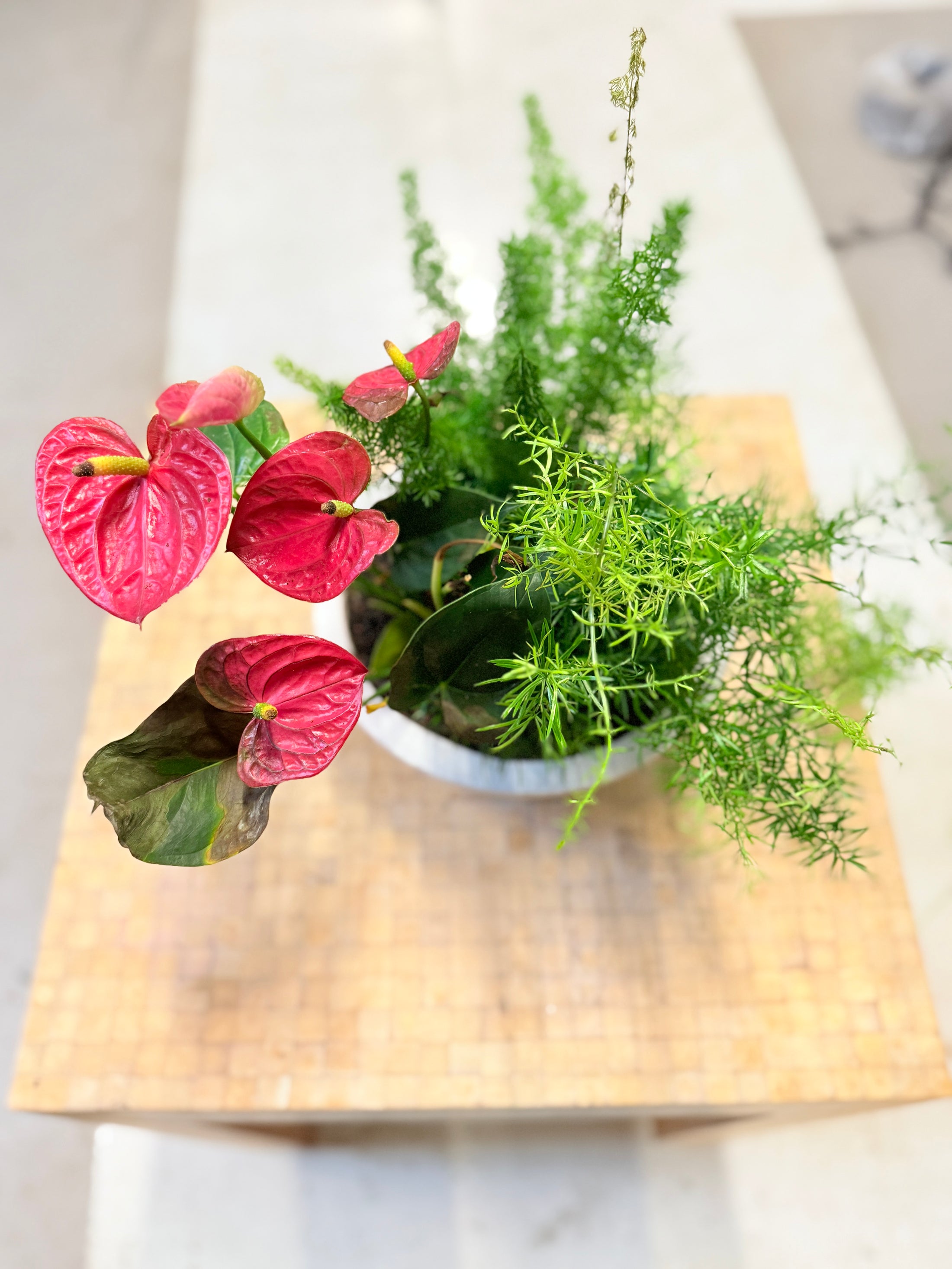 Plantearrangement med Anthurium og Asparagus i skål – 47 cm