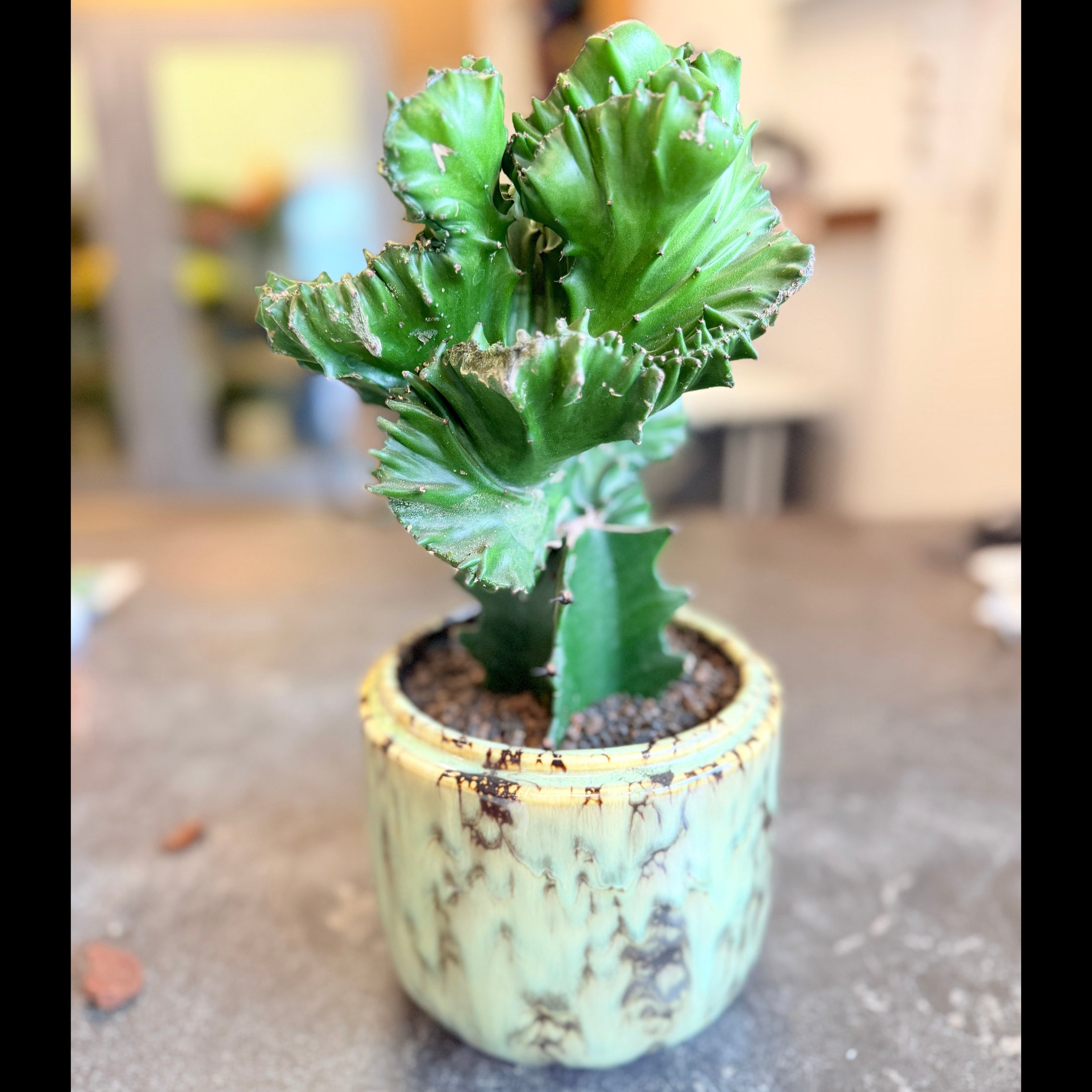 Second Hand Koral-Kaktus – Euphorbia lactea Cristata i Keramikkrukke fra Århus