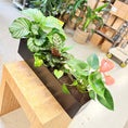 Indlæs billede i gallerivisning, Plantearrangement i sort metal – 80×16×50 cm inkl. planter
