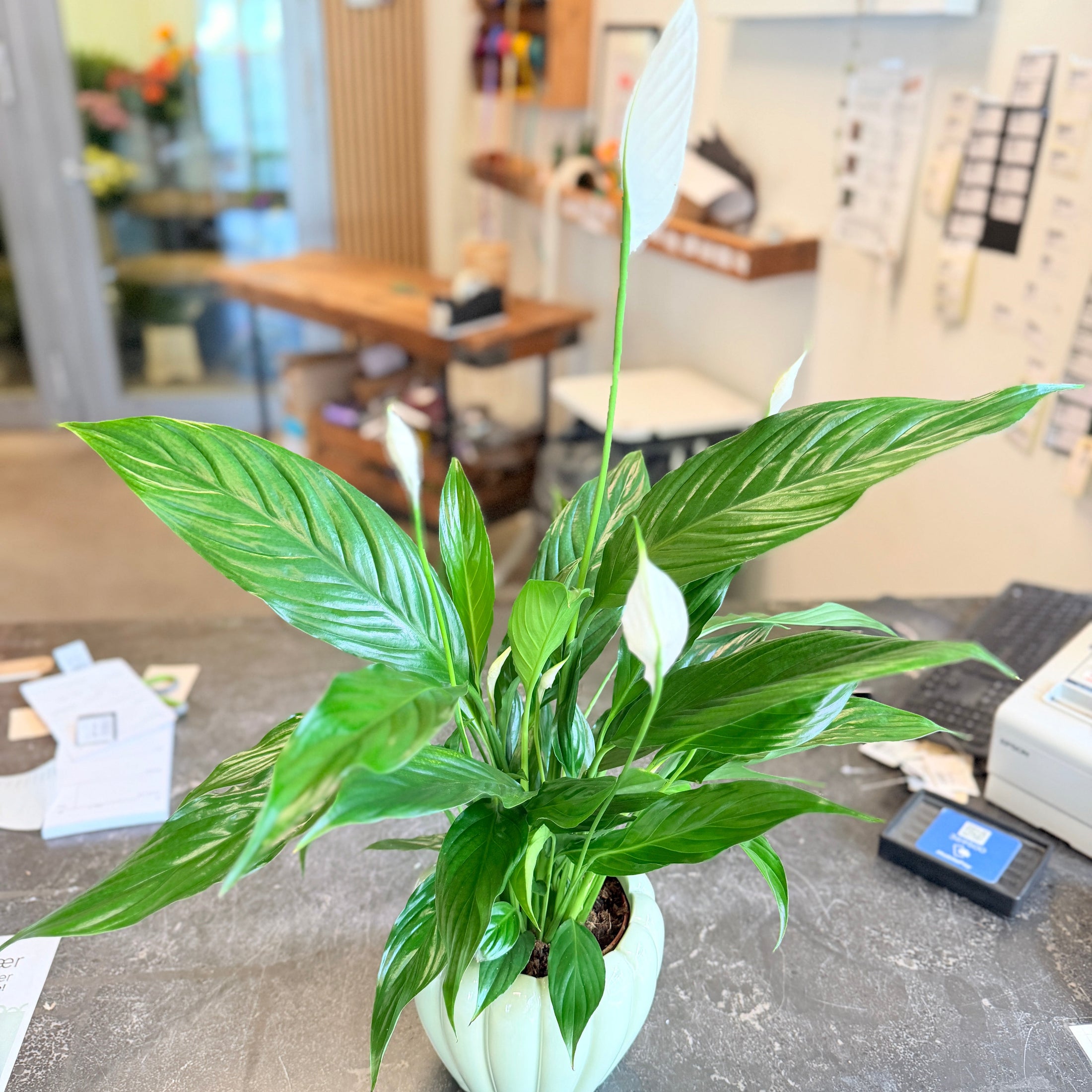 Second Hand Fredslilje – Spathiphyllum i Grøn Keramikkrukke fra Århus