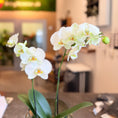Indlæs billede i gallerivisning, Second Hand Orkidé – Hvid Phalaenopsis i Glasvase med 2 Grene fra Århus
