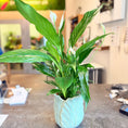 Indlæs billede i gallerivisning, Second Hand Fredslilje – Spathiphyllum i Dekorativ Keramikkrukke fra Århus
