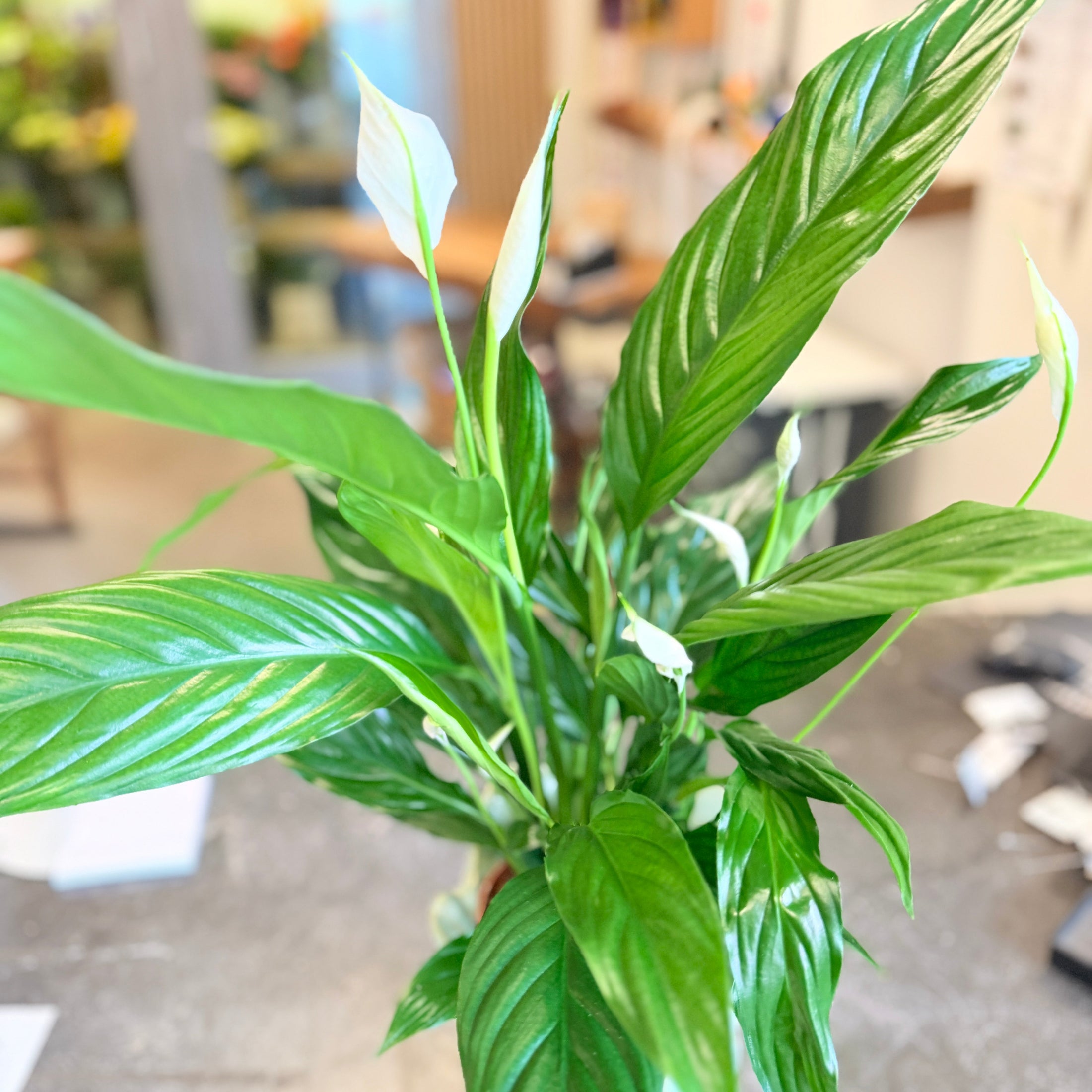 Second Hand Fredslilje – Spathiphyllum i Dekorativ Keramikkrukke fra Århus