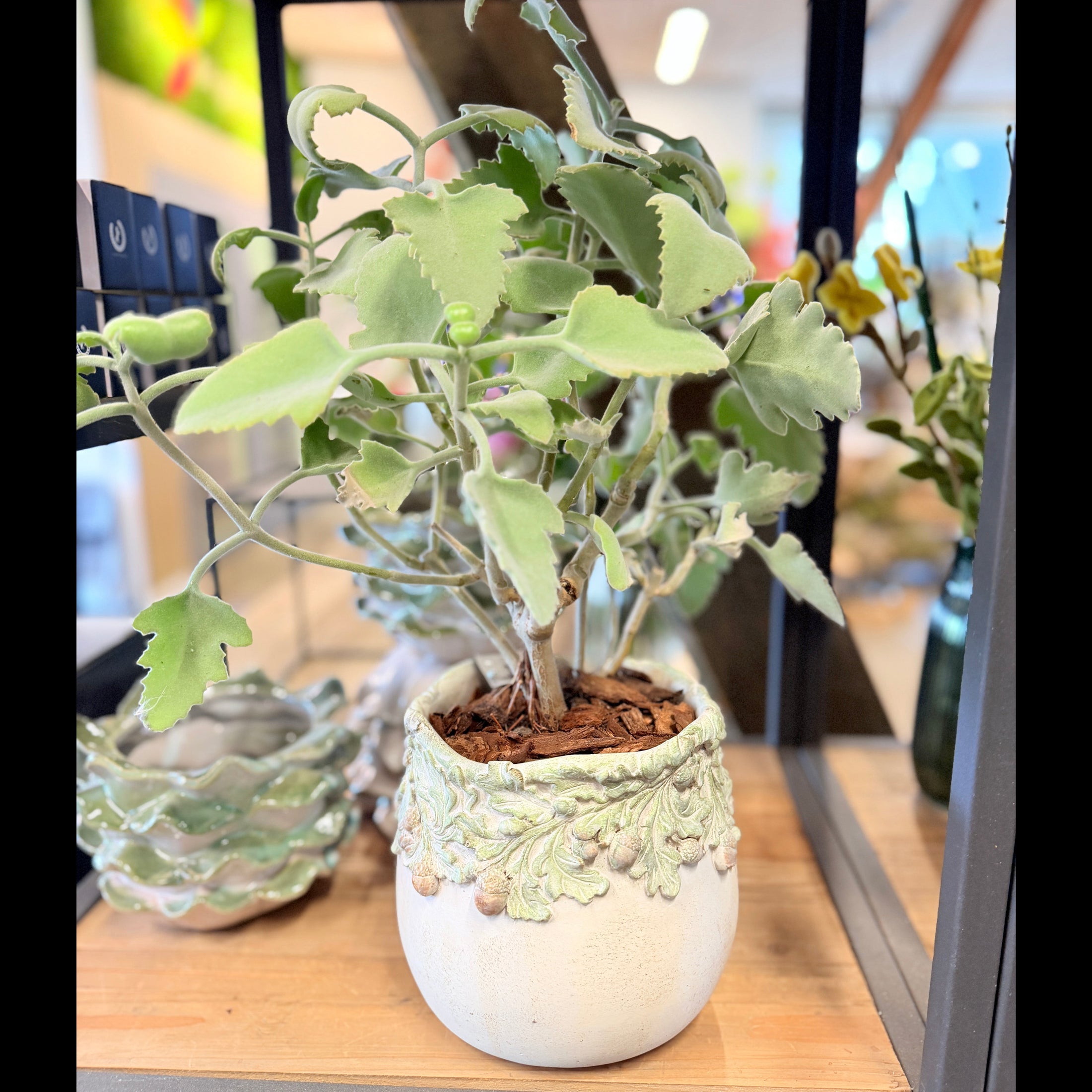 Second Hand Kalanchoe – Sukkulent i Dekorativ Bladkrukke fra Århus