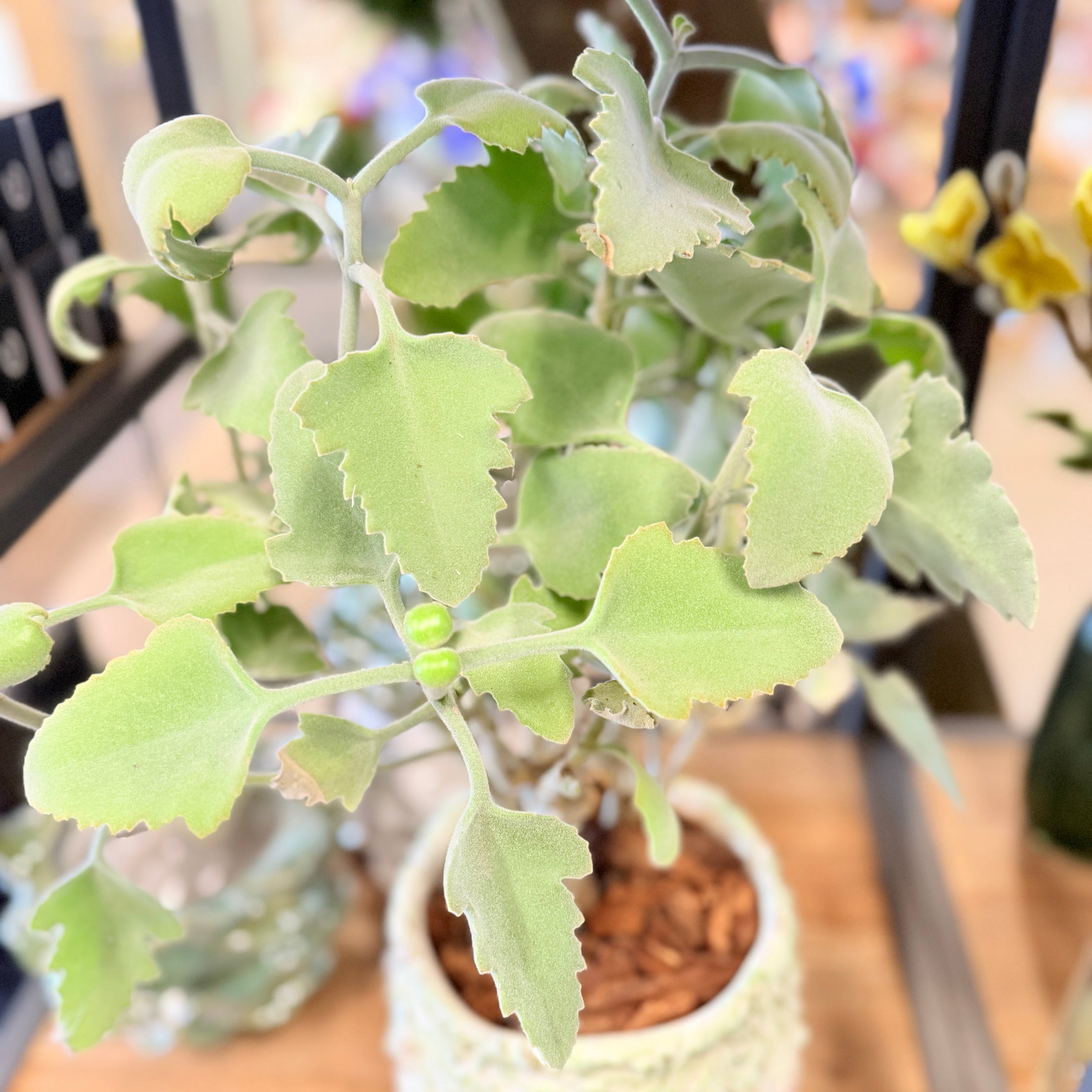 Second Hand Kalanchoe – Sukkulent i Dekorativ Bladkrukke fra Århus