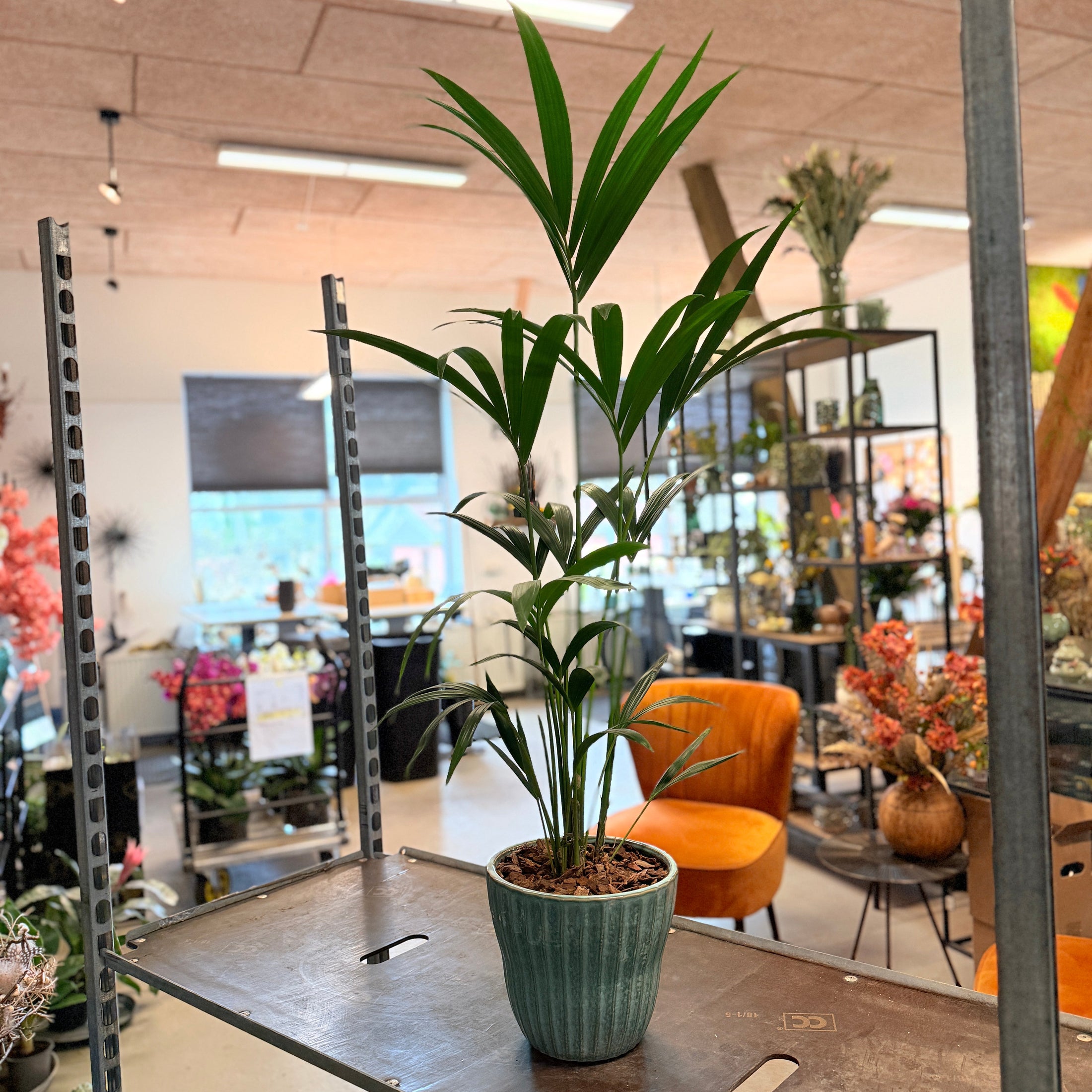 Second Hand Kentia Palme – Howea forsteriana i Grøn Krukke fra Århus