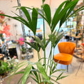 Indlæs billede i gallerivisning, Second Hand Kentia Palme – Howea forsteriana i Grøn Krukke fra Århus
