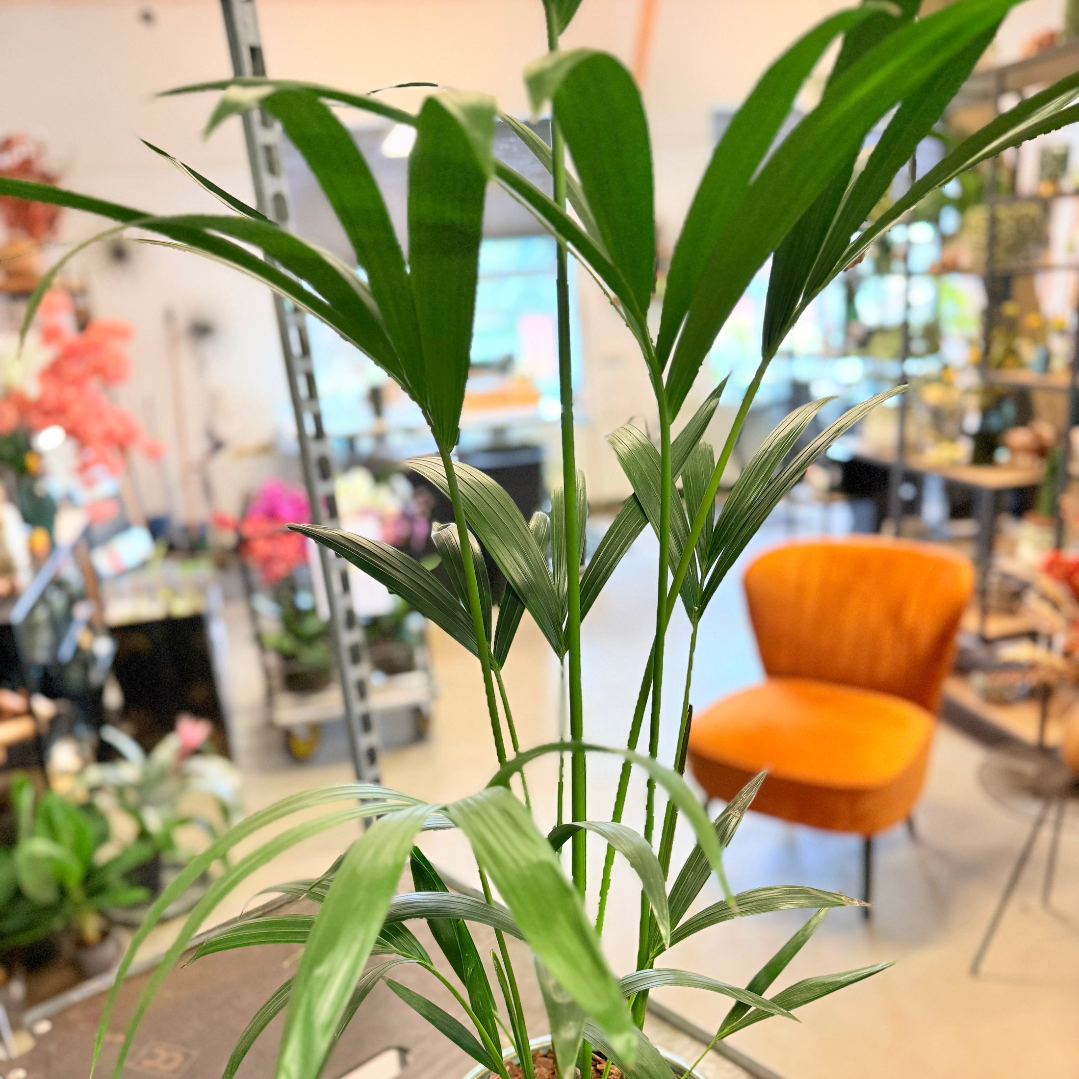 Second Hand Kentia Palme – Howea forsteriana i Grøn Krukke fra Århus