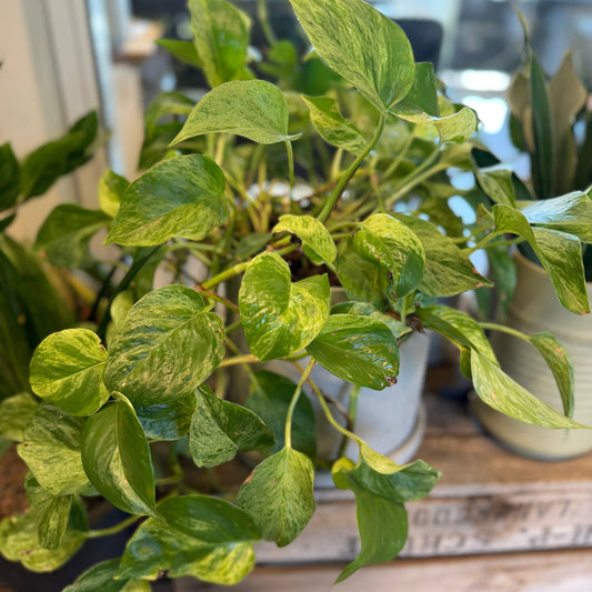 Second Hand Guldranke – Epipremnum aureum Hængeplante fra Århus