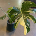 Indlæs billede i gallerivisning, Second Hand Variegeret Monstera – Monstera deliciosa Variegata fra Århus
