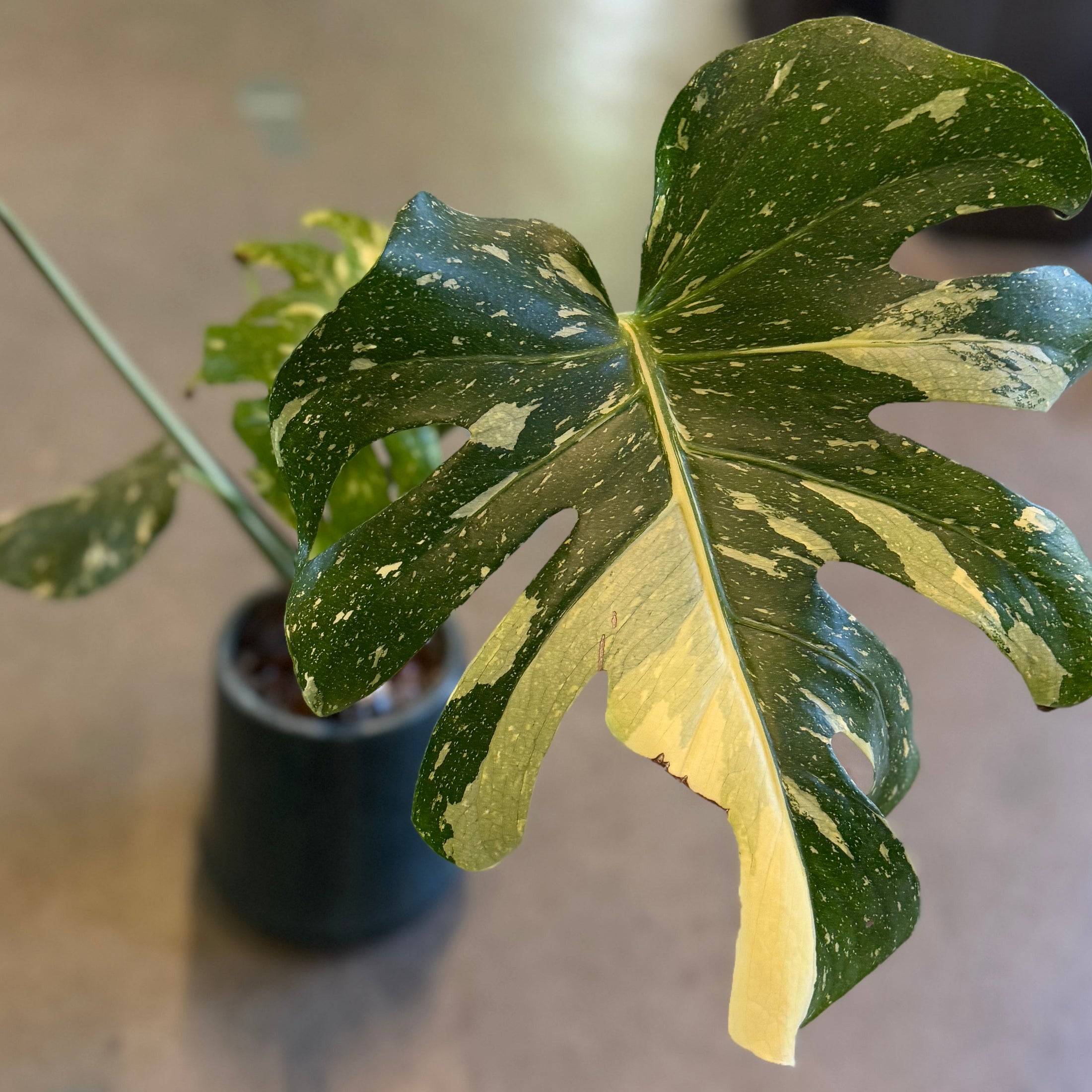 Second Hand Variegeret Monstera – Monstera deliciosa Variegata fra Århus
