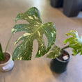 Indlæs billede i gallerivisning, Second Hand Variegeret Monstera – Monstera deliciosa Variegata fra Århus
