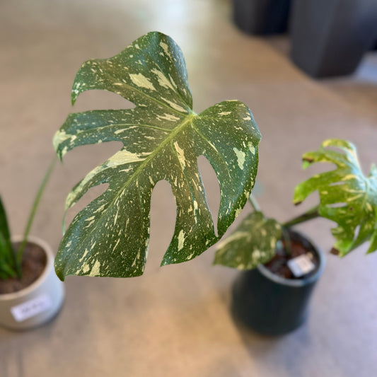 Second Hand Variegeret Monstera – Monstera deliciosa Variegata fra Århus