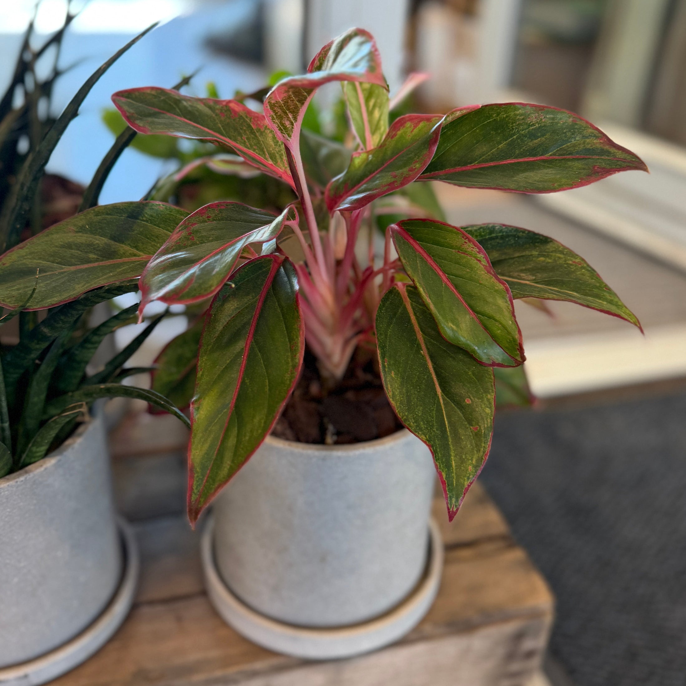 Second Hand Rød Aglaonema – Farverig Stueplante i Krukke fra Århus