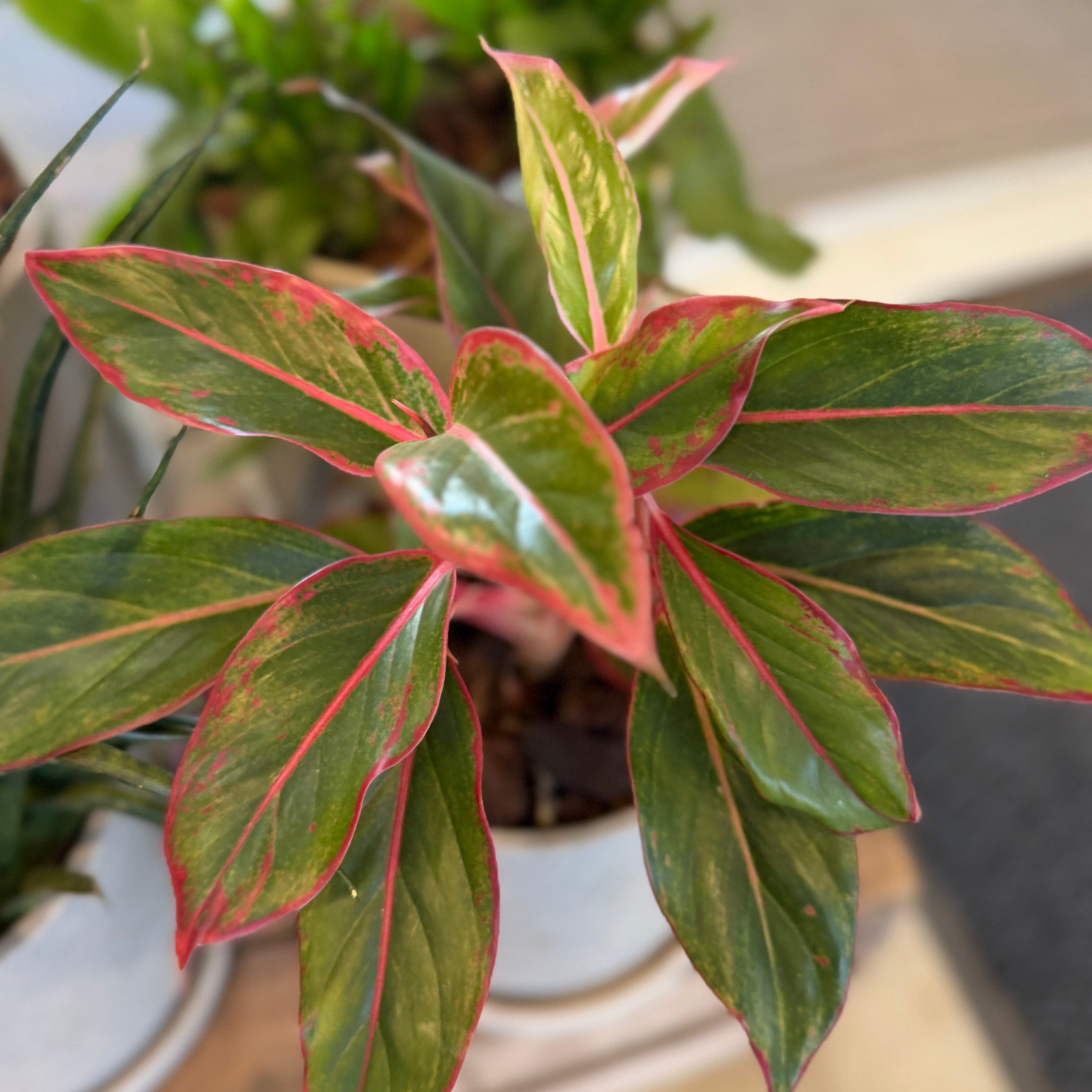Second Hand Rød Aglaonema – Farverig Stueplante i Krukke fra Århus