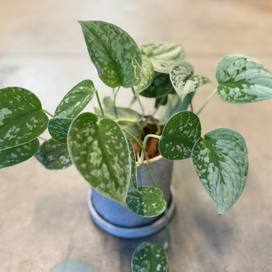 Second Hand Sølvranke – Scindapsus pictus i Krukke fra Århus