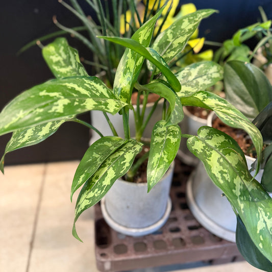 Second Hand Sølvplet – Aglaonema i Krukke fra Århus