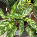 Indlæs billede i gallerivisning, Second Hand Sølvplet – Aglaonema i Krukke fra Århus
