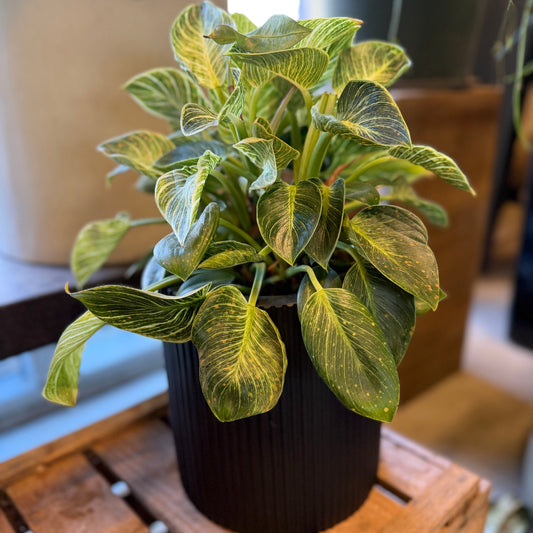 Second Hand Philodendron Birkin – Trendy Stueplante i Sort Krukke fra Århus