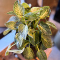 Indlæs billede i gallerivisning, Second Hand Philodendron Birkin – Trendy Stueplante i Sort Krukke fra Århus
