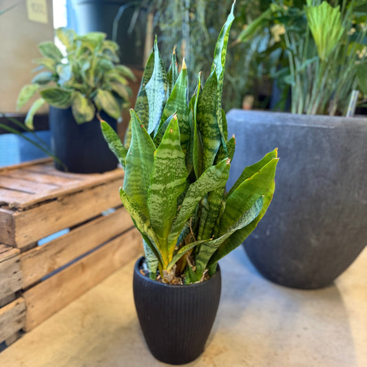 Second Hand Svigermors Skarpe Tunge – Sansevieria i Sort Krukke fra Århus