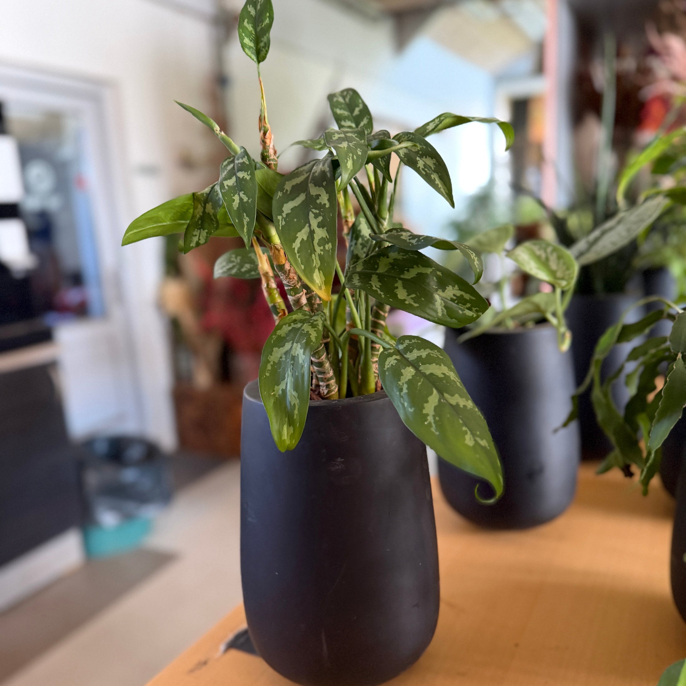 Second Hand Aglaonema – Kinesisk Stedsegrøn i Sort Krukke fra Århus