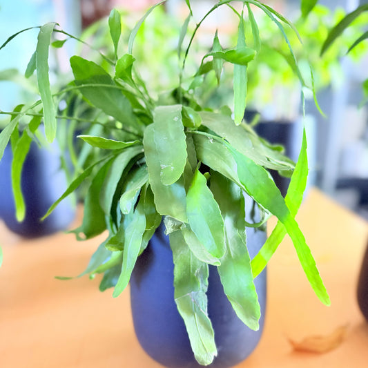 Second Hand Fiskebenskaktus – Disocactus anguliger i Sort Krukke fra Århus