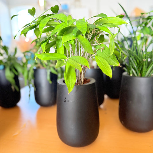 Second Hand Bambuspalme – Chamaedorea i Sort Krukke fra Århus