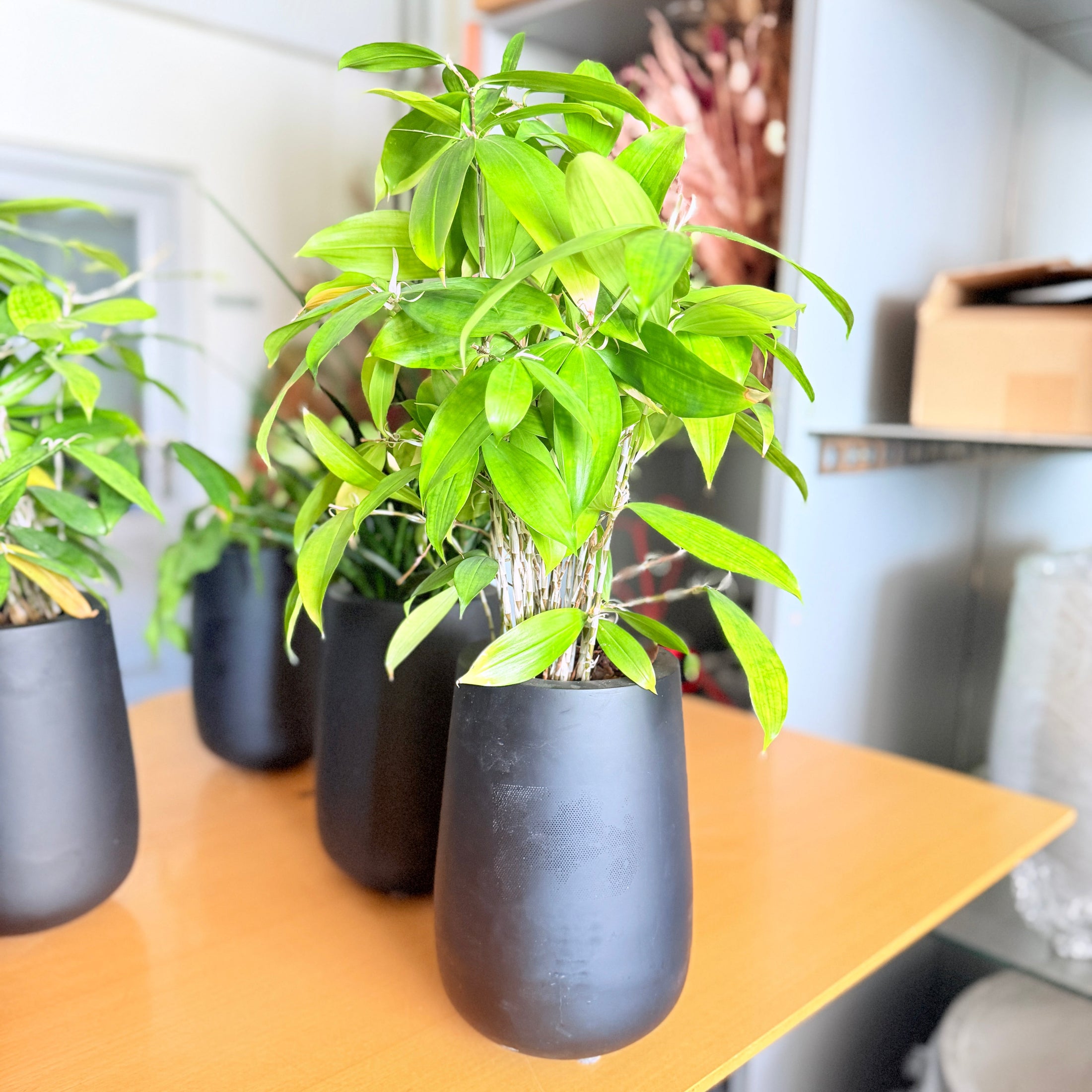 Second Hand Bambuspalme – Chamaedorea i Sort Krukke fra Århus