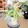 Indlæs billede i gallerivisning, Second Hand Aglaonema Cutlass – Smalbladet Kinesisk Stedsegrøn fra Århus
