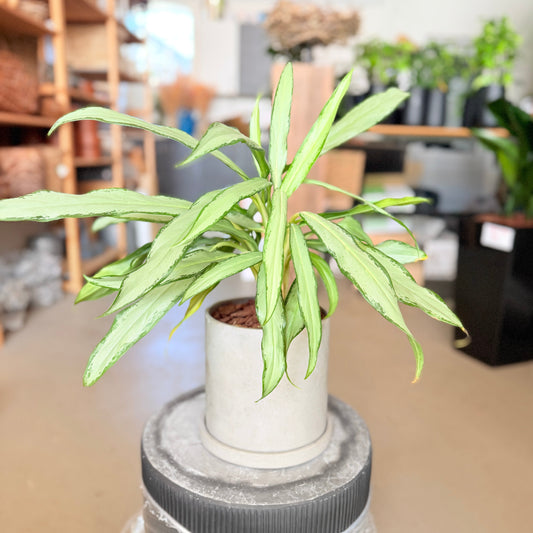 Second Hand Aglaonema Cutlass – Smalbladet Kinesisk Stedsegrøn fra Århus