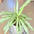 Indlæs billede i gallerivisning, Second Hand Aglaonema Cutlass – Smalbladet Kinesisk Stedsegrøn fra Århus
