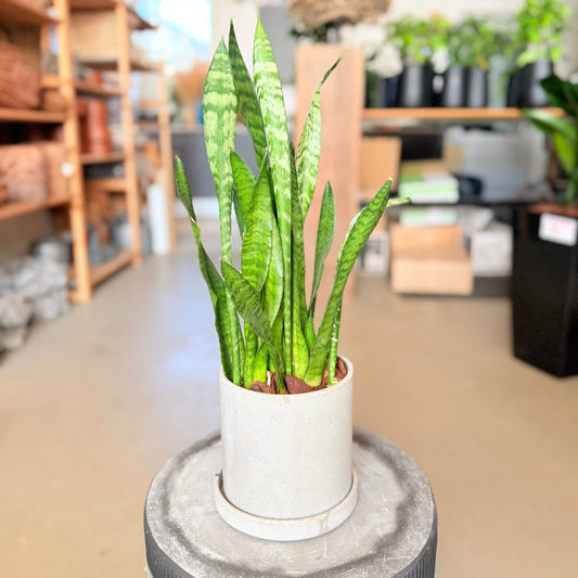 Second Hand Svigermors Skarpe Tunge – Sansevieria Snake Plant i Krukke fra Århus