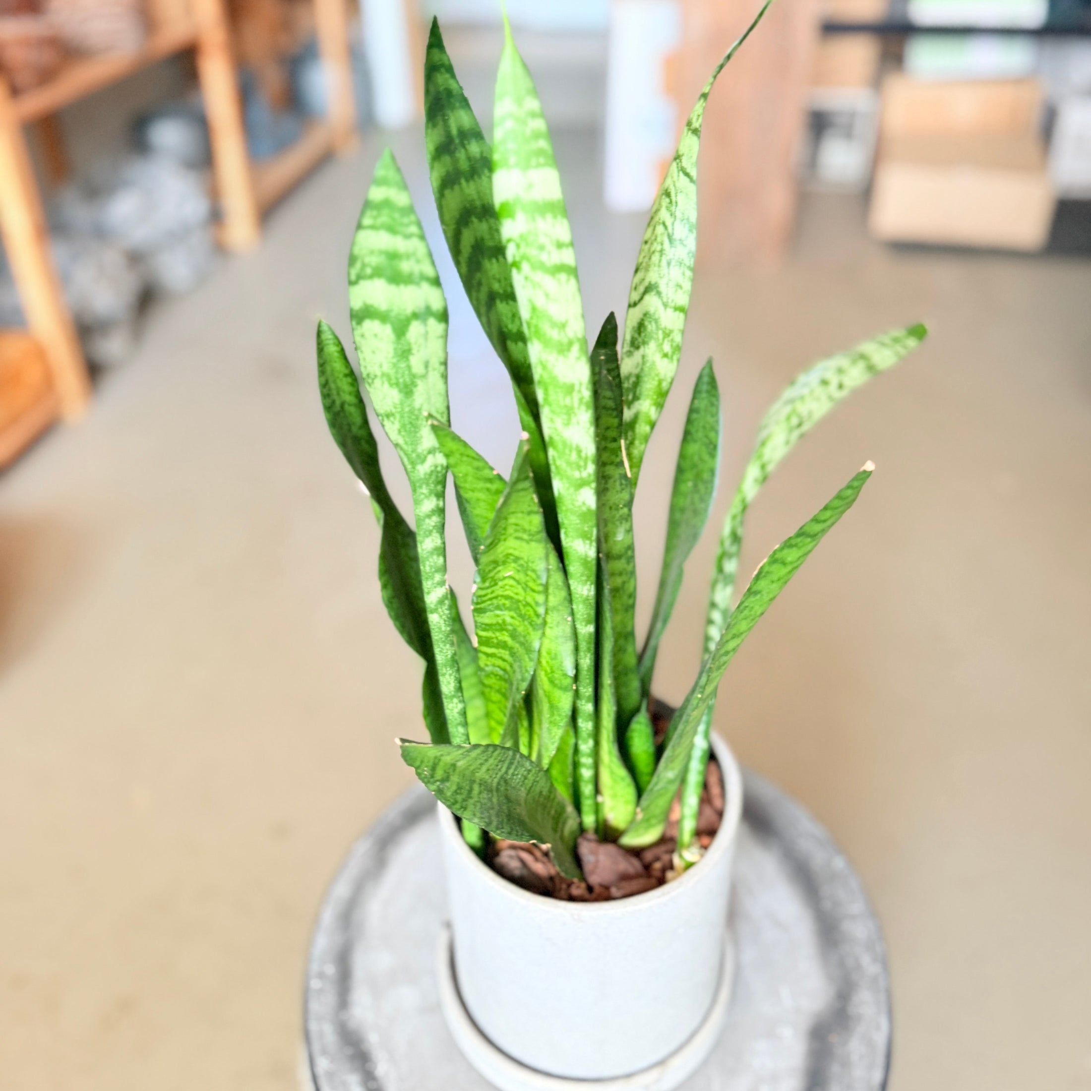 Second Hand Svigermors Skarpe Tunge – Sansevieria Snake Plant i Krukke fra Århus