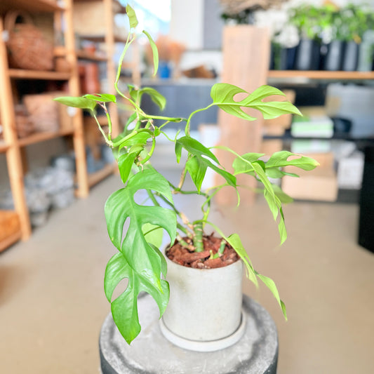Second Hand Mini Monstera – Rhaphidophora tetrasperma i Cementkrukke fra Århus