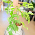 Indlæs billede i gallerivisning, Second Hand Mini Monstera – Rhaphidophora tetrasperma i Cementkrukke fra Århus
