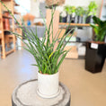 Indlæs billede i gallerivisning, Second Hand Spydblad – Sansevieria cylindrica i Cementkrukke fra Århus
