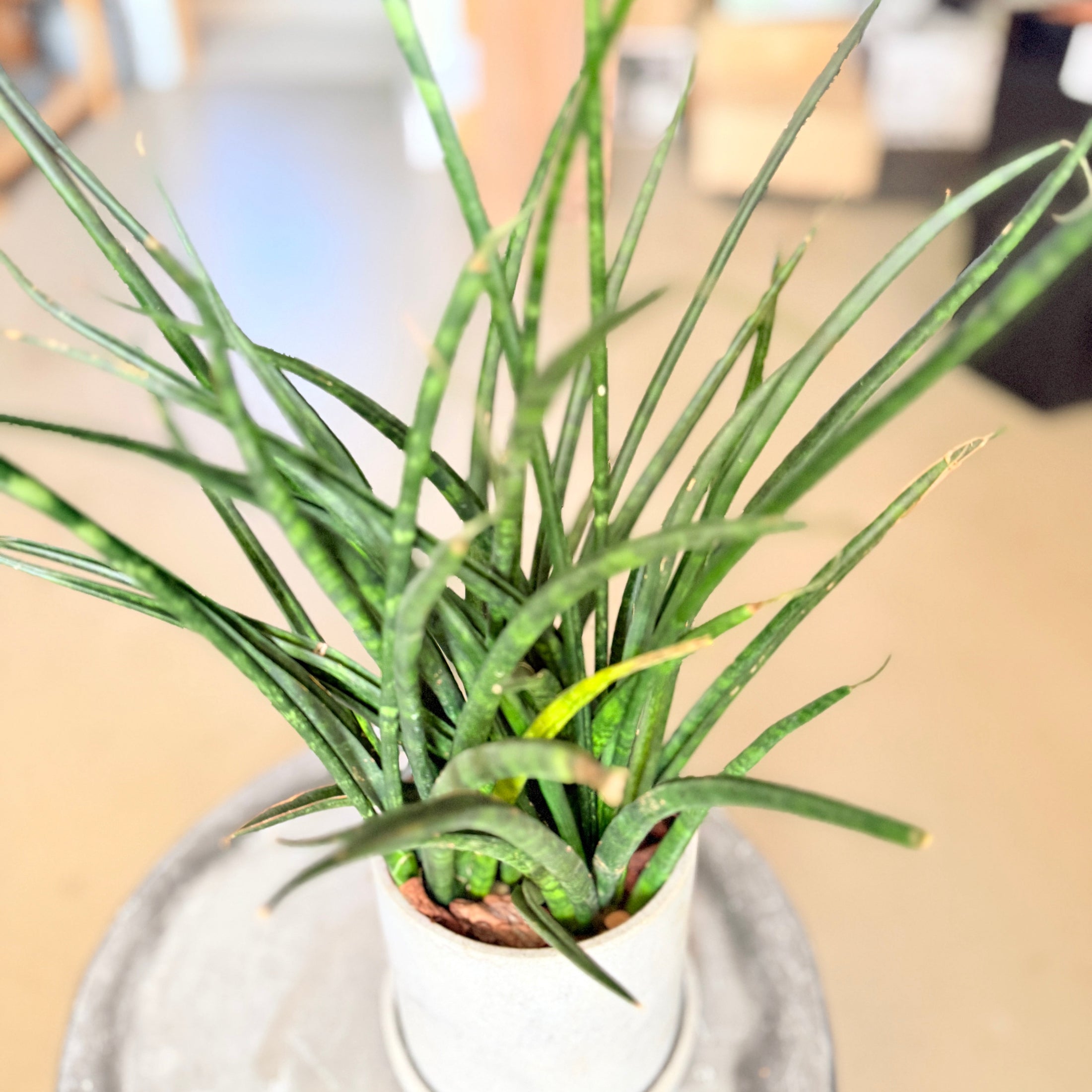 Second Hand Spydblad – Sansevieria cylindrica i Cementkrukke fra Århus