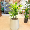Indlæs billede i gallerivisning, Dracæna (Dracaena fragrans ‘Lemon Lime’) i lys cementkrukke – 100 cm høj
