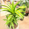 Indlæs billede i gallerivisning, Dracæna (Dracaena fragrans ‘Lemon Lime’) i lys cementkrukke – 100 cm høj
